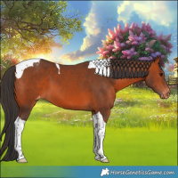 Horse Color:Bay Tobiano Appaloosa 