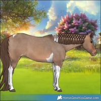 Horse Color:Bay Dun Tobiano Varnish 