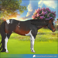 Horse Color:Brown Tobiano Varnish 