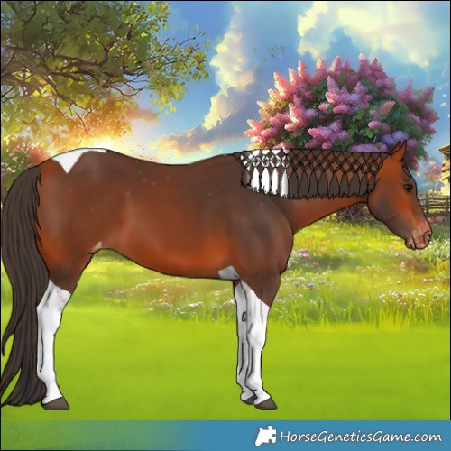 Horse Color:Bay Tobiano Appaloosa 