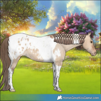 Horse Color:Bay Dun Tobiano Appaloosa 