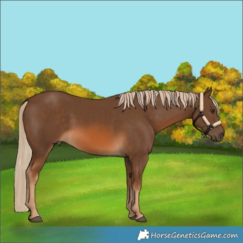 Horse Color:Chocolate Palomino