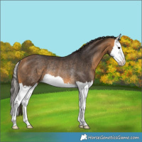 Horse Color:Buckskin Splash Rabicano