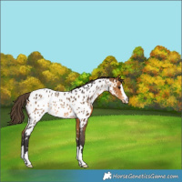Horse Color:Buckskin Near Leopard Rabicano 