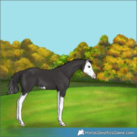 Horse Color:Smoky Black Splash