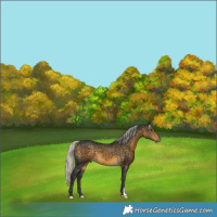 Horse Color:Silver Buckskin 