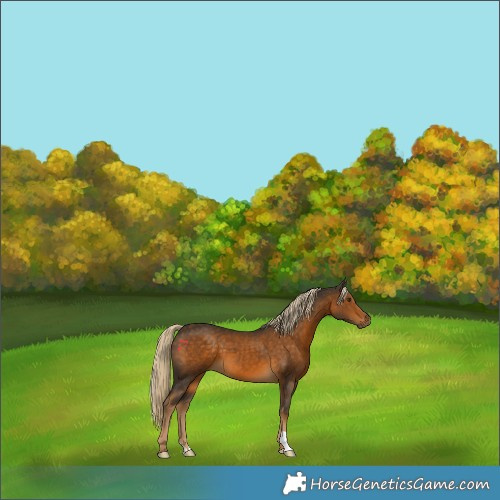 Horse Color:Chocolate Palomino 
