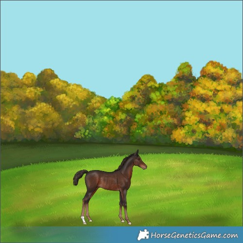Horse Color:Liver Chestnut Rabicano 