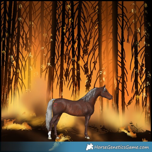 Horse Color:Chocolate Silver Brown Rabicano 