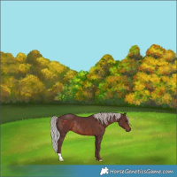 Horse Color:Chocolate Silver Brown Rabicano 