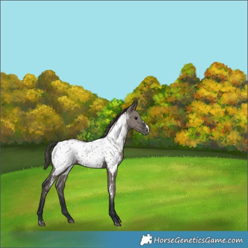 Horse Color:Grullo Appaloosa 