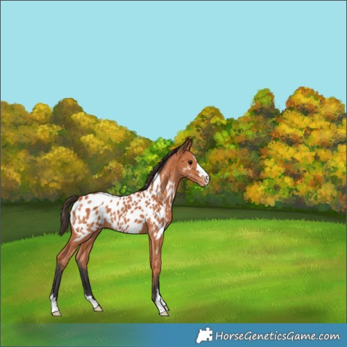 Horse Color:Bay Appaloosa 