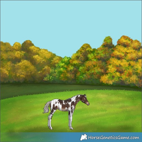 Horse Color:White Spotted Silver Brown Tobiano 