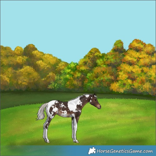Horse Color:White Spotted Silver Brown Tobiano 