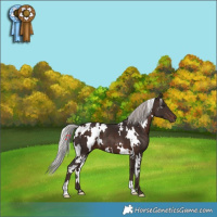 Horse Color:White Spotted Silver Brown