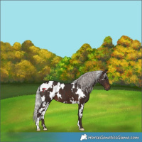 Horse Color:White Spotted Silver Brown