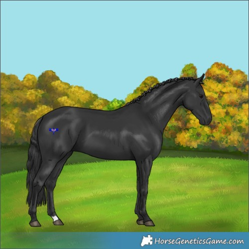 Horse Color:Black 