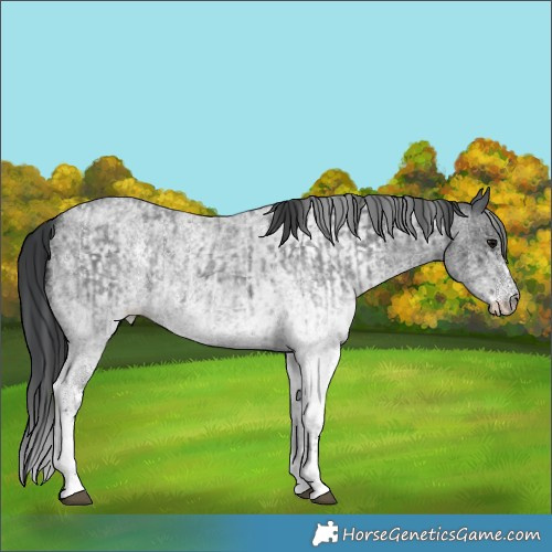 Horse Color:White Spotted Blue Roan Rabicano  and White Spotted Blue Roan Rabicano 