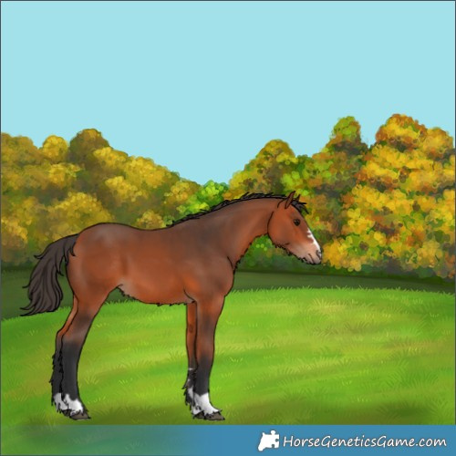Horse Color:Bay 