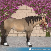 Horse Color:Buckskin Dun 