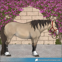 Horse Color:Buckskin Dun