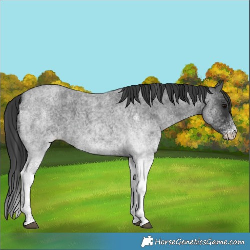 Horse Color:White Spotted Blue Roan 