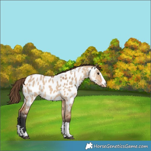 Horse Color:Bay Dun Appaloosa 