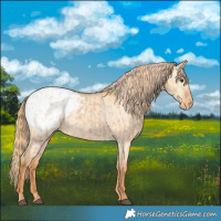Horse Color:Red Dun Appaloosa  and Red Dun Appaloosa 