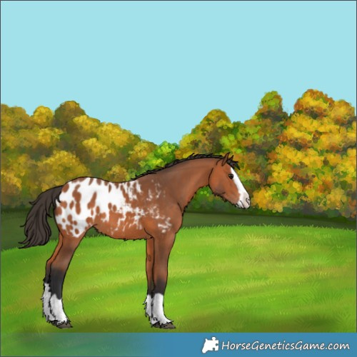 Horse Color:Bay Splash Blanket 