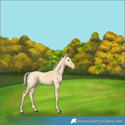Horse Color:Palomino Dun Appaloosa  and Palomino Dun Appaloosa 