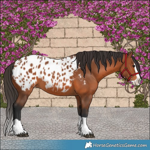 Horse Color:Bay Splash Appaloosa 