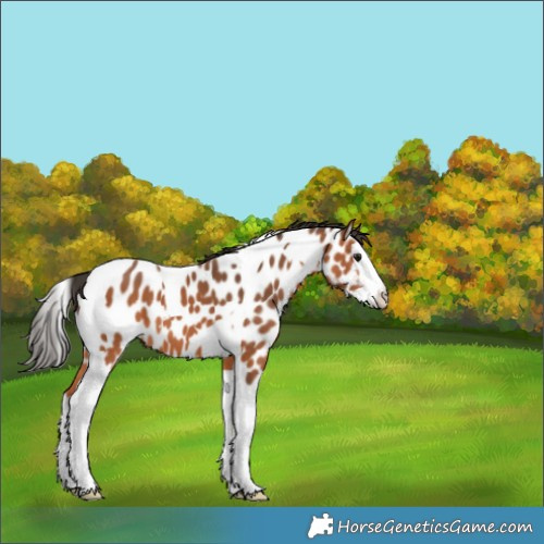 Horse Color:Bay Splash Tobiano Appaloosa 