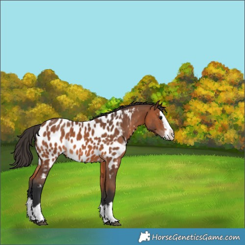 Horse Color:Bay Splash Near Leopard 