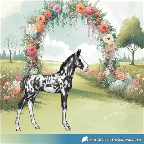 Horse Color:Powder White Black Splash Frame Appaloosa 