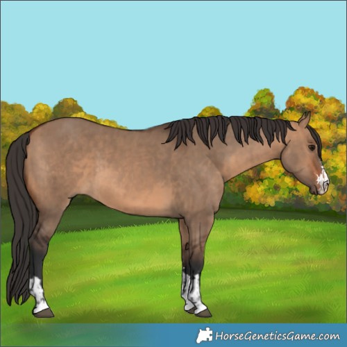 Horse Color:Brown Dun  and Bay Dun 