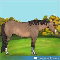 Horse Color:Brown Dun and Bay Dun