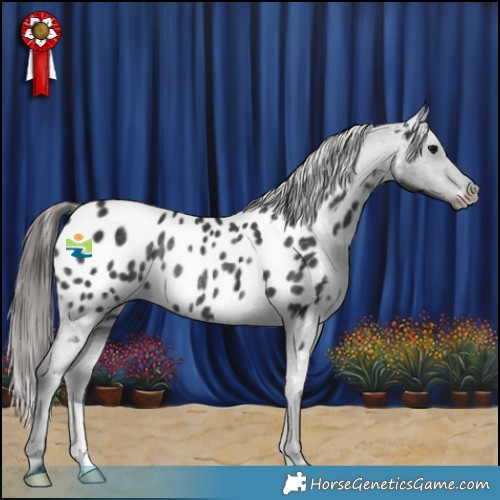 Horse Color:Black Appaloosa Rabicano 