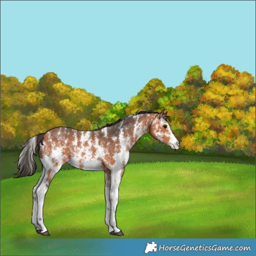 Horse Color:Bay Sabino Rabicano 