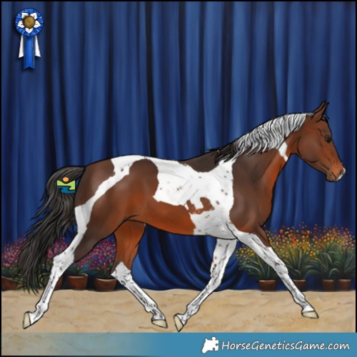 Horse Color:Brown Tobiano 