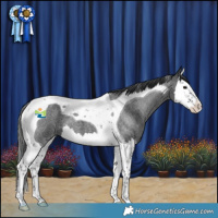 Horse Color:Blue Roan Splash Tobiano 
