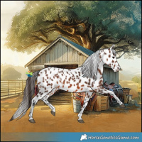 Horse Color:Powder White Brown Appaloosa
