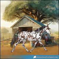 Horse Color:Powder White Bay Appaloosa 