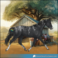 Horse Color:Powder White Black 