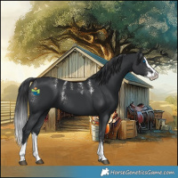 Horse Color:Powder White Black Splash