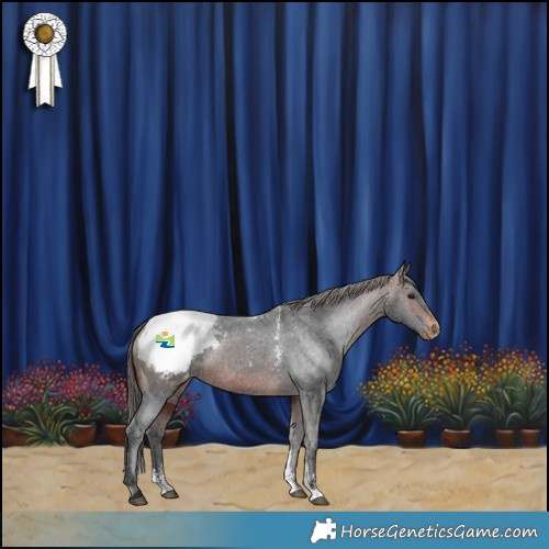 Horse Color:Powder White Brown Appaloosa 