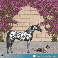 Horse Color:Powder White Black Appaloosa Rabicano 