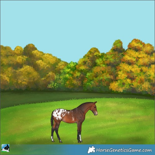 Horse Color:Powder White Bay Appaloosa 