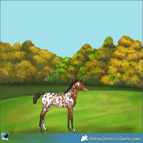 Horse Color:Powder White Bay Appaloosa 