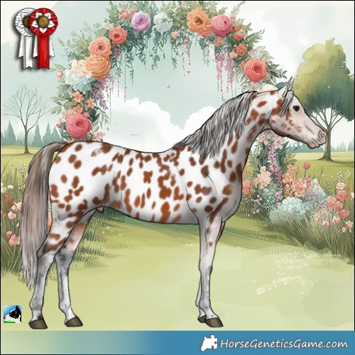 Horse Color:Powder White Bay Appaloosa 
