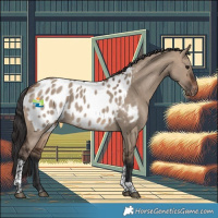Horse Color:Brown Dun Tobiano Appaloosa Rabicano